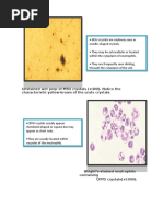 Unstained Wet Prep of MSU Crystals (×400) - Notice The Characteristic Yellow-Brown of The Urate Crystals