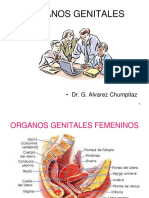 Organos Genitales