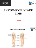 Anatomy of Lower Limb