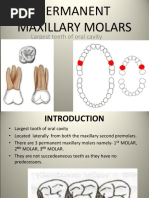 Maxillary Molars - Padminee