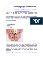 Morfología de La Mano y Del Pie y Estructura de La Uña