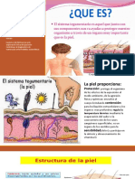 Sistema Tegumentario Anatomia