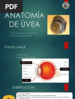 Expo Anatomia de Uvea