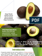 Aguacate Hass