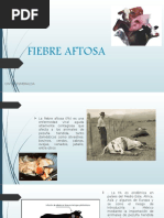 Fiebre Aftosa B