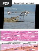 Heart Histology