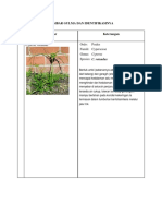 Gambar Gulma Dan Identifikasinya