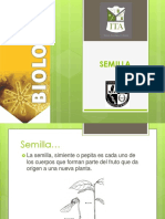 4 Semilla 4