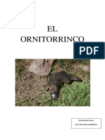 El Ornitorrinco