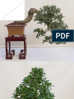 Bonsai Photography