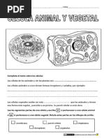 Célula Animal y Vegetal PDF