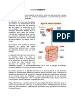 Proceso Digestivo