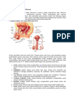 Sistem Reproduksi Pada Manusia