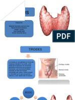 Tiroides