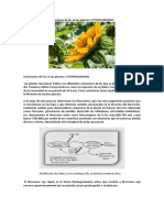 Variaciones de Luz en Las Plantas