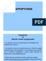 Apoptosis