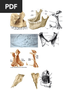 Huesos Columna Vertebral, Costillas y Esternon