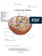 Cells Practice Worksheet 2