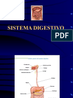 Sistema Digestivo