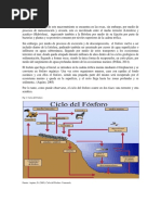 Ciclo Del Fósforo