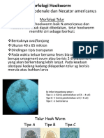 Morfologi Hookworm