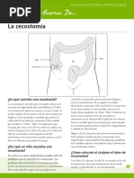 Cecostomia