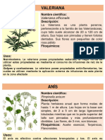 Plantas Medicinales de Cajamarca