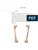 Anatomi Femur