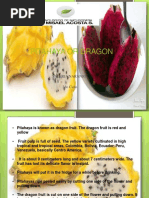 Pitahaya or Dragon