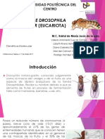 Genoma de Drosophila Melanogaster Eucariota