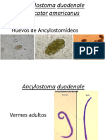 Ancyklostomideos y Strongyloides Imprimible