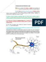 Sistema Nervioso Periférico