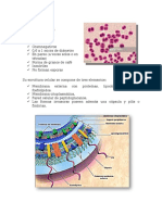 Resumen Neisseria Meningitidis