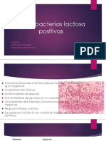 Enterobacterias Lactosa Positivas