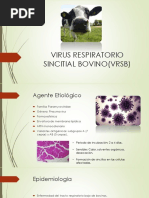 Virus Respiratorio Sincitial Bovino (VRSB) 