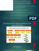 Deficiencias de Nutrientes en Las Plantas