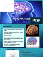 Anatomia Del Cerebro