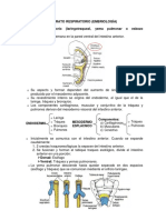 Sistema Respiratorio Embriologia