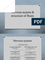 Brain Physiology PDF