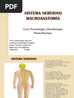 Sistema Nervioso Macro