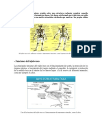 El Cuerpo Humano Se Sostiene Erguido Sobre Una Estructura Realmente Compleja Conocida Como