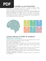 Áreas Del Cerebro TDAH