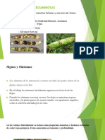 Antracnosis en Leguminosas (Diapositivas)