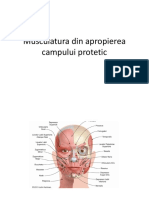 LP2 Musculatura Din Apropierea Campului Protetic