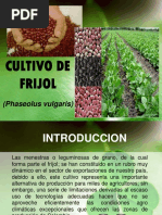 Cultivo de Frijol