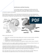 Brain Structures and Their Function A-Level Biology