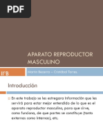 Aparato Reproductor Masculino