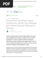 Prevention of White Feces Syndrome, White Gut Disease and White Muscle Disease in Shrimp - The Fish Site