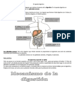 El Aparato Digestivo 4°