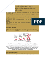 Niveles de Organización en El Cuerpo Humano